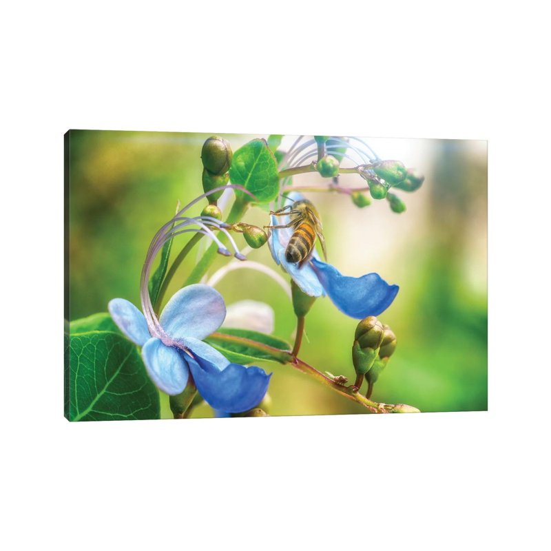 Bee Flower by Glauco Meneghelli - Wrapped Canvas Print, 20.32 cm H x 30.48 cm W