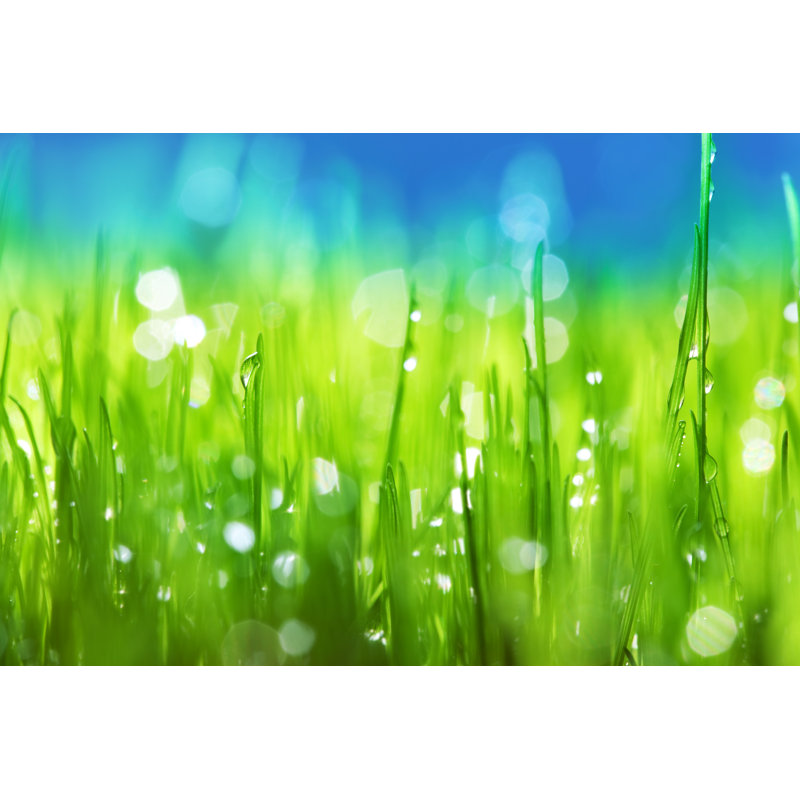 Grass Background by Kamisoka, 24" H x 36" W