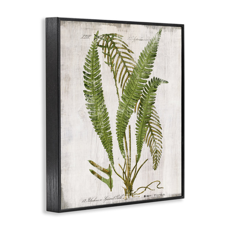  Thin Fern Leaves Study, estampe numérique encadrée par Susan Arnot, H 14 po x l 11 po, Giclée encadrée noir minuit