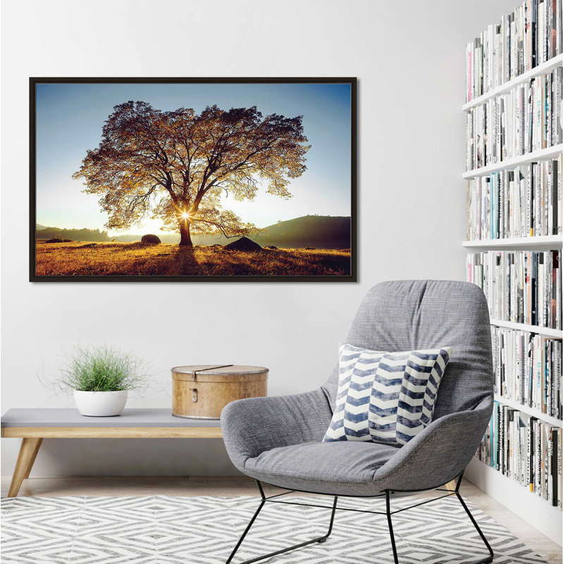 Chêne noir au coucher du soleil par Danita Delimont - photographie, H 21,5 po x l 33,5 po x P 2 po, Cadre flottant espresso