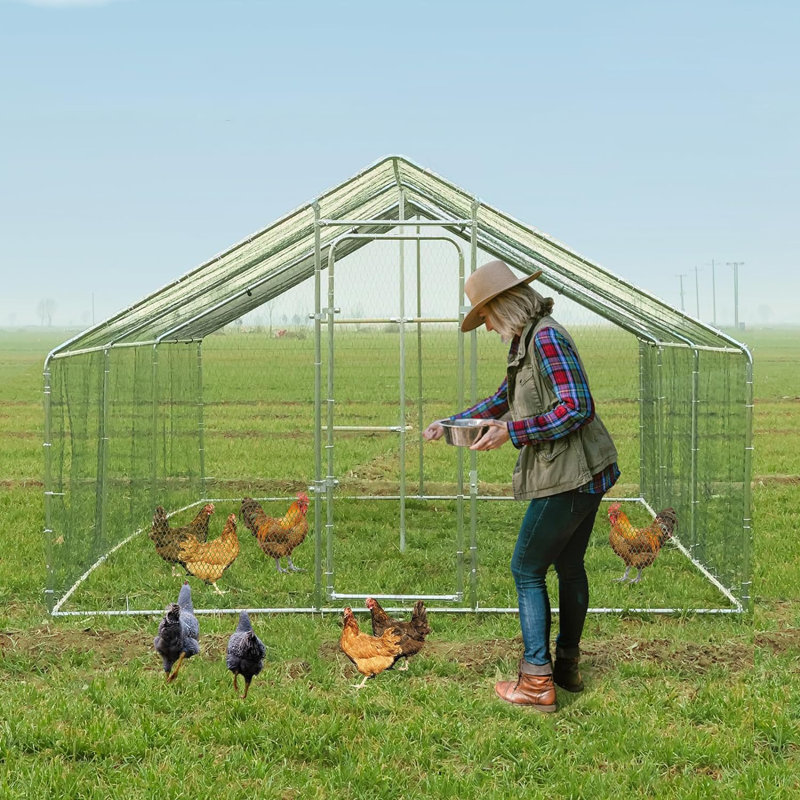 Cage à poules avec cage Alena, H 78,70 po x l 157,50 po x P 118,10 po