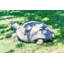 Large Turtle Statue