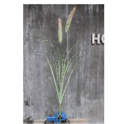 Tige d'oignon, plantes artificielles et arbres