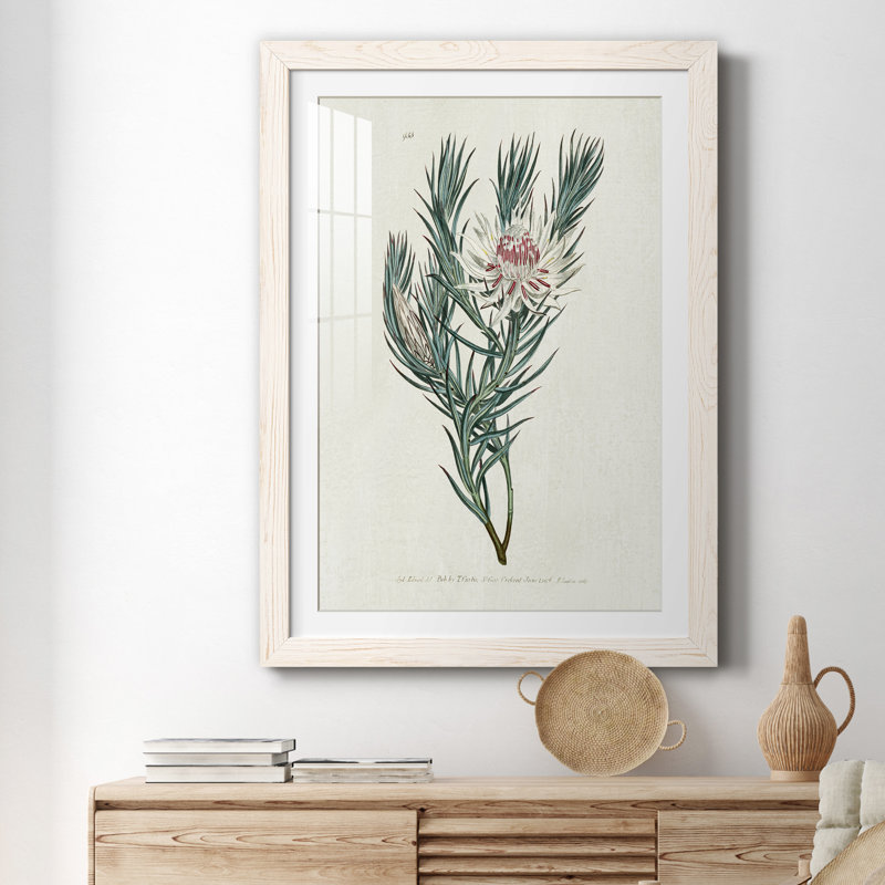 Protea N33 - Peinture encadrée, H 31,5 po x l 23,5 po x P 1,5 po, Cadre blanc