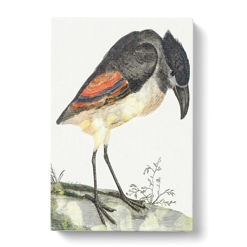 Boat-Billed Heron by Johan Teyler - Wrapped Canvas Painting, 50cm H x 35cm W x 3cm D