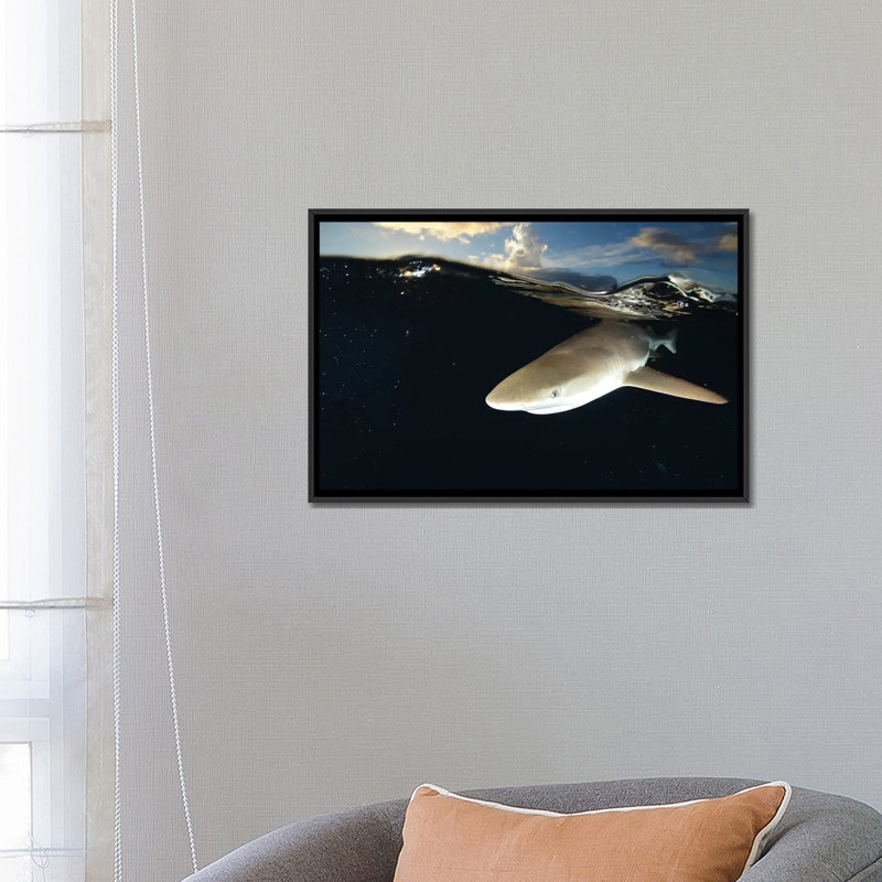 « blacktip récif shark, yap, micronésie ii », reproduction de photo sur toile, H 18 po x l 26 po x P 1,5 po, Pas de tapis