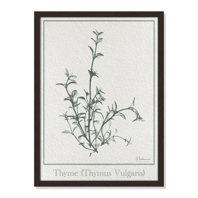 Jeanette "Thymus Vulgaris" Print