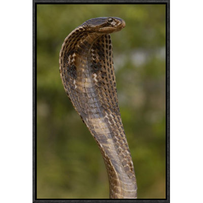 " Spectacled Cobra With Hood Flared "