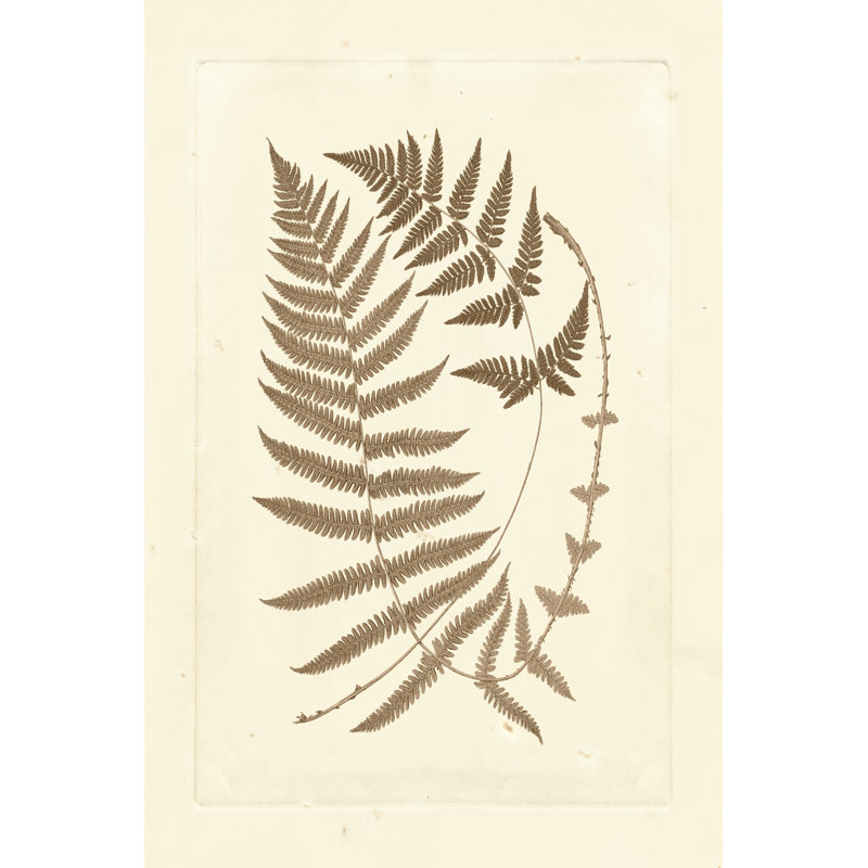 Sepia Ferns V - Wrapped Canvas Painting, 46cm H x 30cm W x 3.8cm D