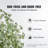 Artificial Potted Eucalyptus Tree