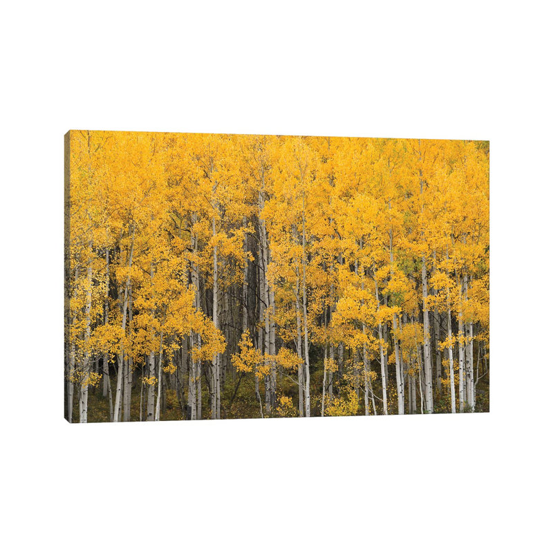 Aspen Forest by Brian Wolf - Wrapped Canvas Print, 20.32cm H x 30.48cm W x 1.91cm D