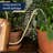 SMALL COPPER WATERING CAN