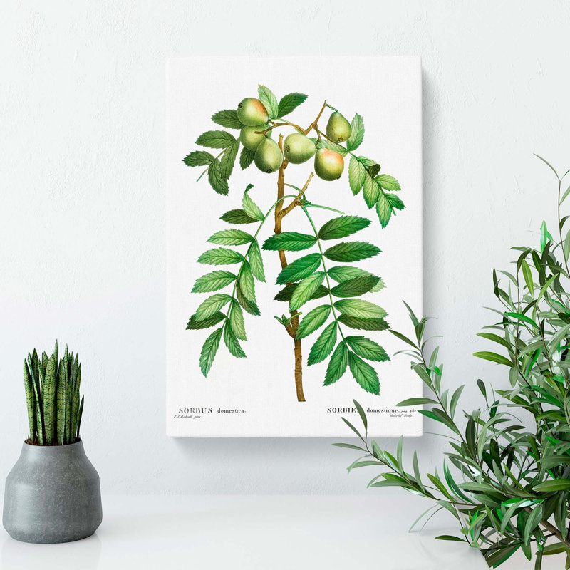 Sorb Apple Tree by Pierre-Joseph Redoute - Wrapped Canvas Painting, 76cm H x 50cm W x 3cm D