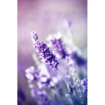 " Lavender In The Field - Vintage "