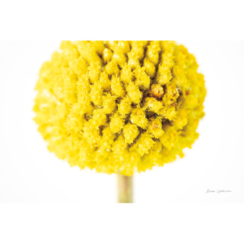 " Craspedia IV ", 8" H x 12" W x 1.25" D