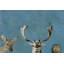 Art sur toile Bucoli «Forest Trio»-141422010