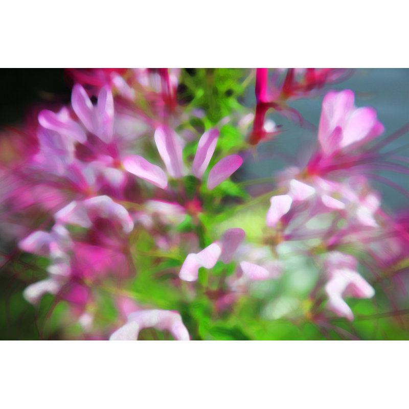 " Delicato Botanica " by Drew Gaffney, 25.25" H x 31.25" W x 0.875" D