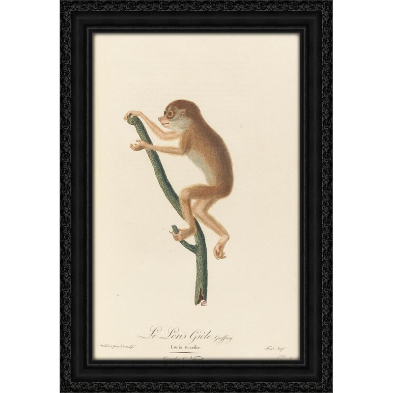 Le Loris grele (1797)