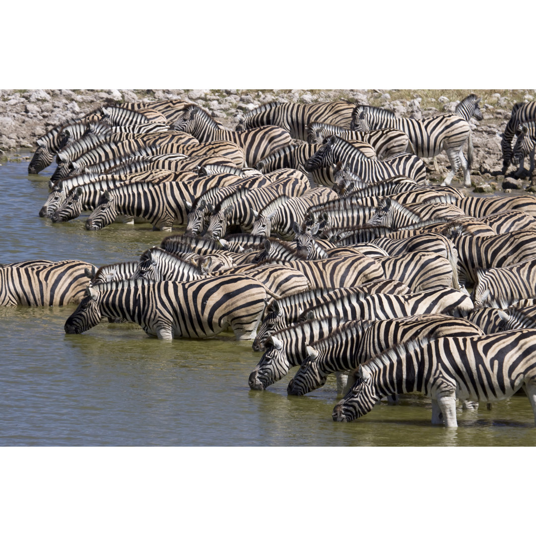 Steppenzebras trinken am Wasserloch, Etosha NP