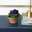 Blooms African Violet Plant In Terracotta Planter-2125946358-2125812947
