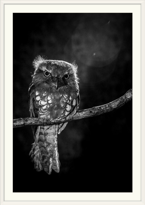 «Alone in the Night» de Straub, reproduction de photo, H 38 po x l 28 po x P 1 po, Cadre blanc
