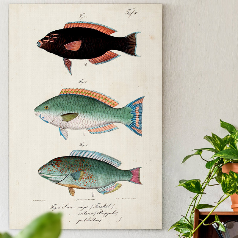 Antique Fish Trio IV - Impression sur toile tendue, H 36 po x l 24 po x P 1 po