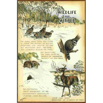 " Wildlife " by Robert Settle
