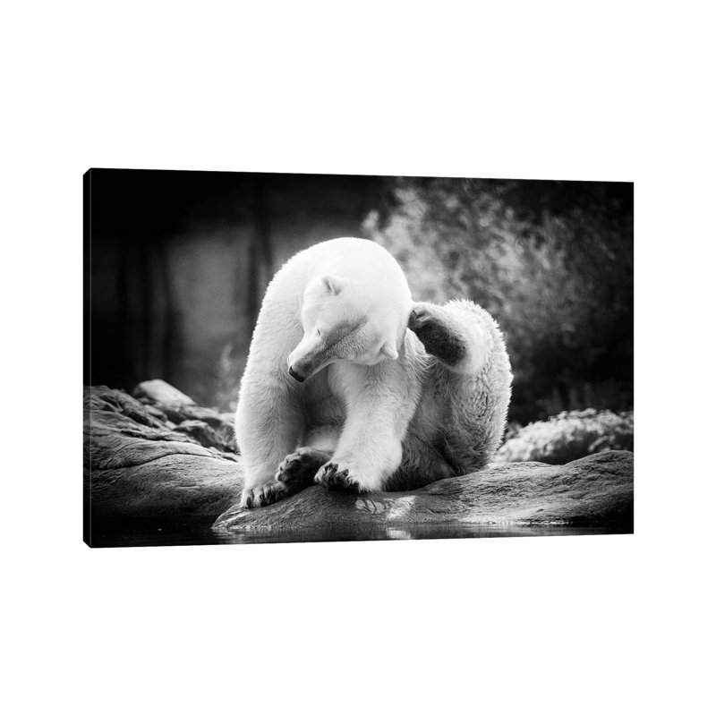 Scratching by Lars Van De Goor - Wrapped Canvas Print, 20.32 cm H x 30.48 cm W