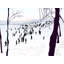 Prospect Park, Winter Print by Evan Sklar