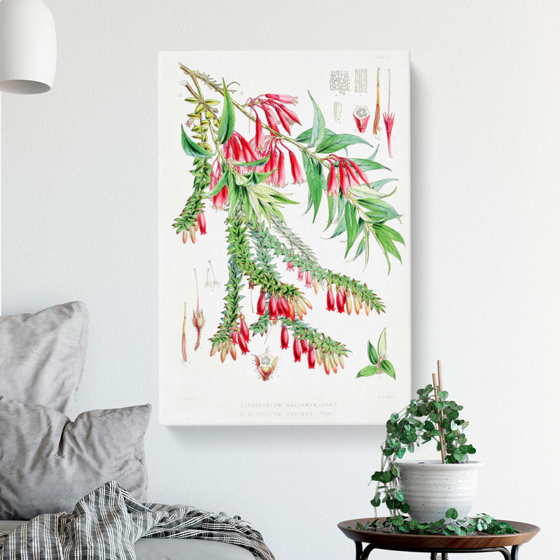 Himalayan Plants XV by W. H. Fitch - Wrapped Canvas Painting Print, 60cm H x 40cm W x 3cm D