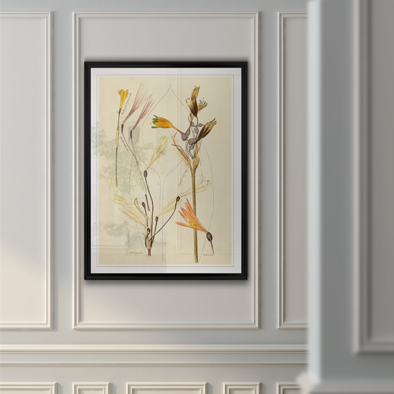 « antique botanique esquissé vi »-impression sur toile, H 22,5 po x l 30,5 po x P 1,5 po, Cadre noir