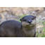 Loutre debout