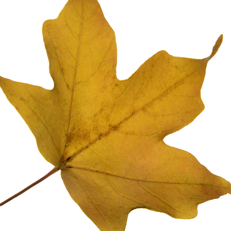 Leaf Inflorescence II by A. Project - Wrapped Canvas Art Prints, 30cm H x 30cm W