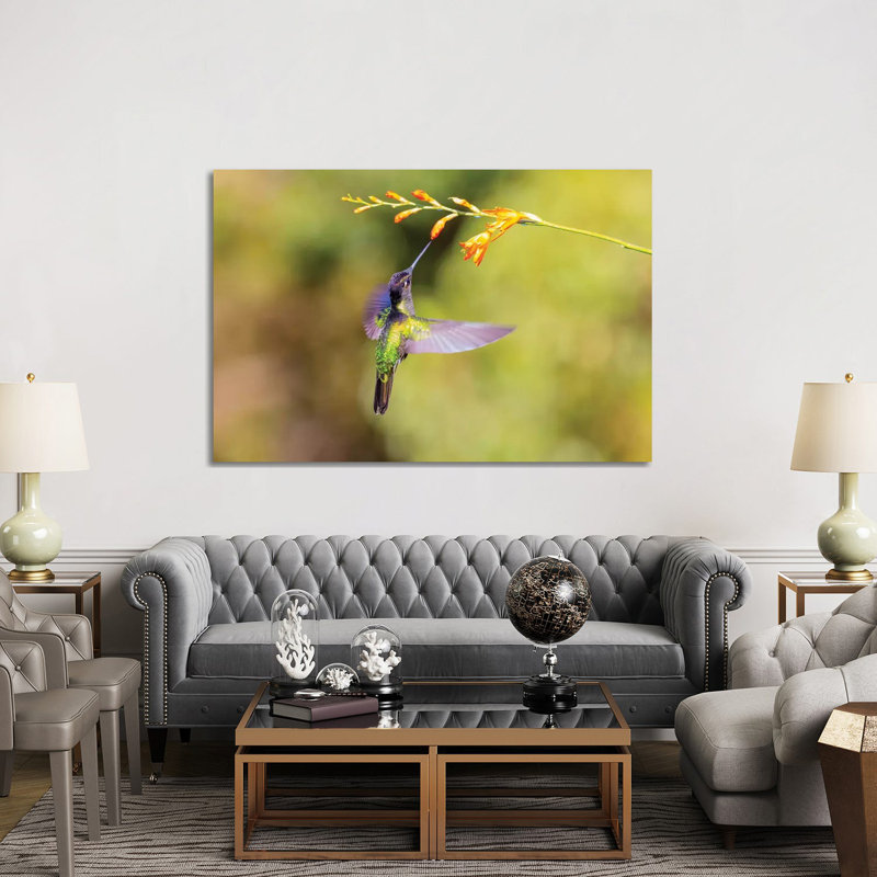 Central America, Costa Rica. Male Talamanca Hummingbird Feeding. by Jaynes Gallery - Wrapped Canvas Gallery-Wrapped Canvas Giclée