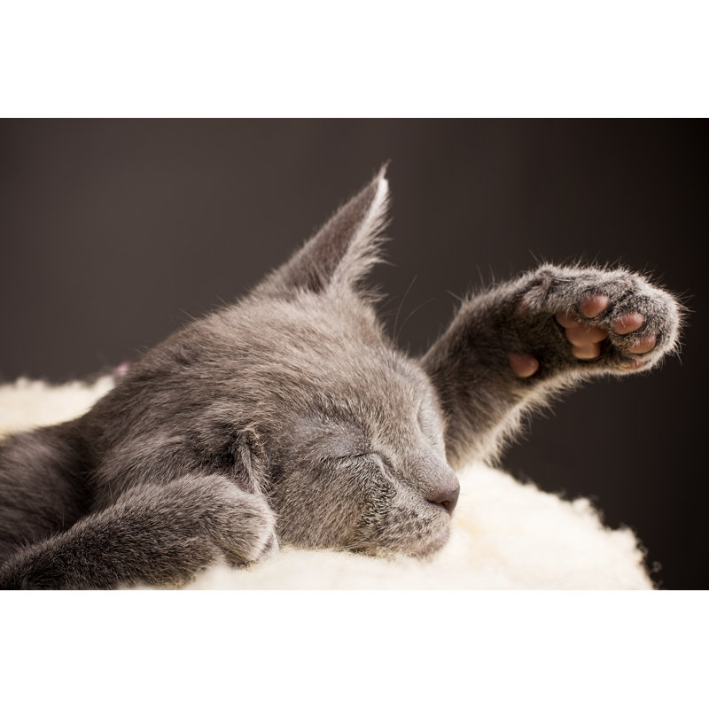 Kitten. - Wrapped Canvas Print, 30cm H x 46cm W x 3.8cm D