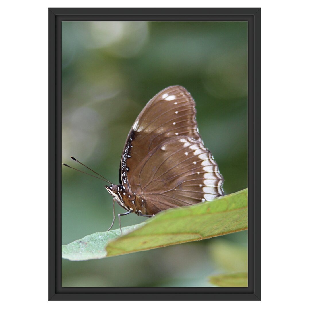 Gerahmtes Wandbild kleine bräunlicher Schmetterling