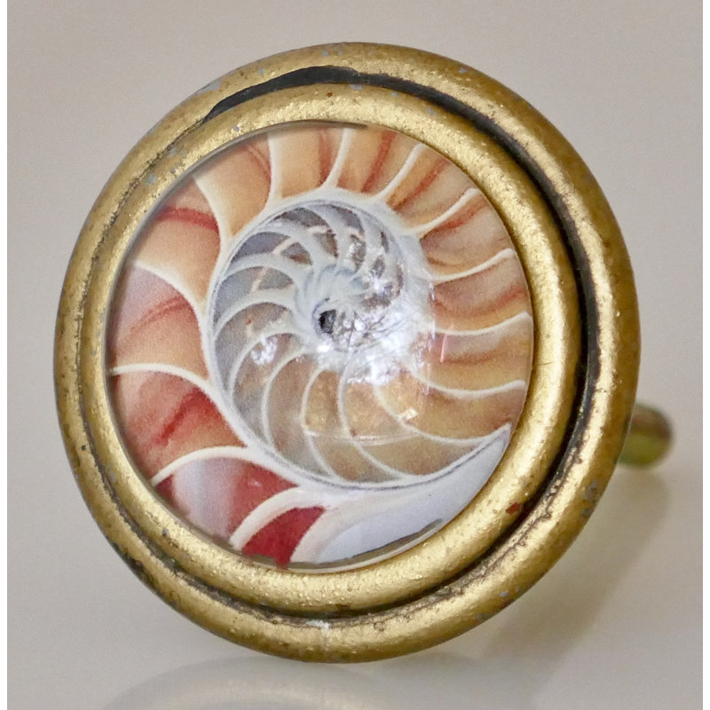 Signature Shell Nautilus rose avec poignée laiton (ensemble de 4) 