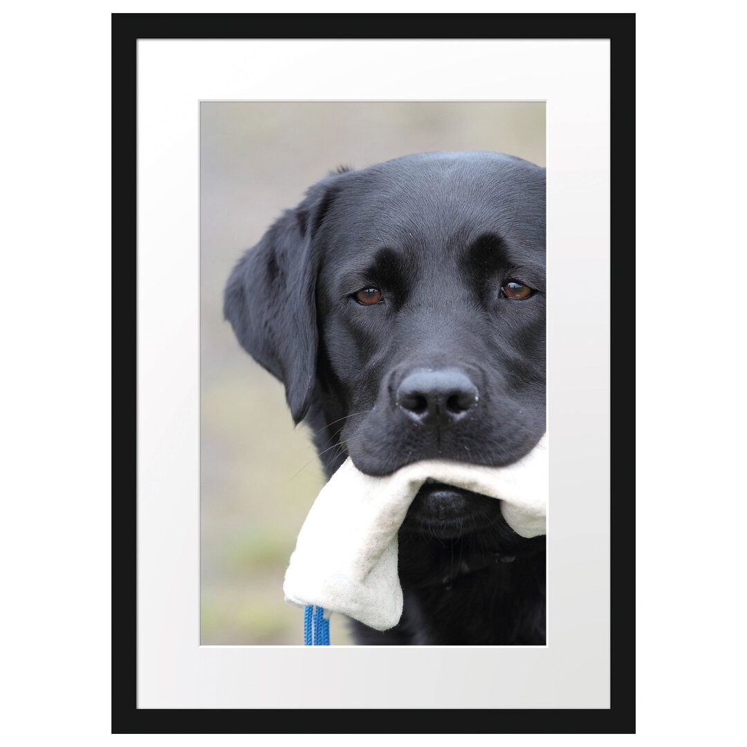 Gerahmtes Poster Schwarzer Labrador mit Spielzeug