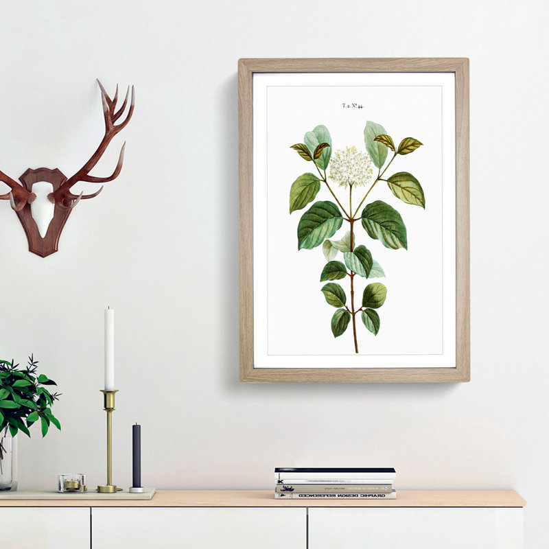 Dogwood Flowers by Pierre-Joseph Redoute - Picture Frame Painting Print, 36cm H x 27cm W x 2cm D, Oak Framed
