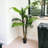 48" Tall Banana Tree Plant
