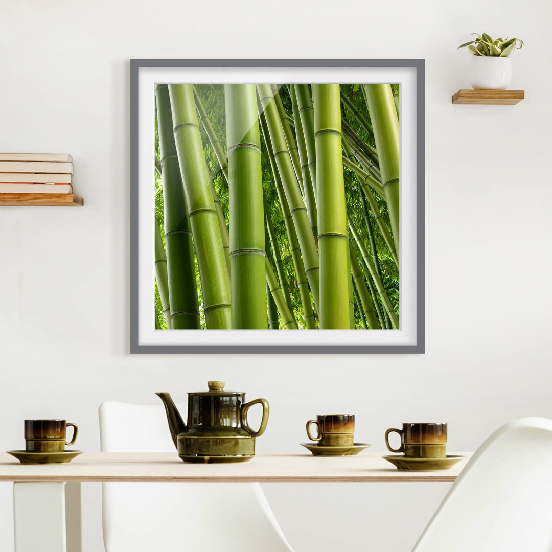 Gerahmtes Poster Bamboo Trees