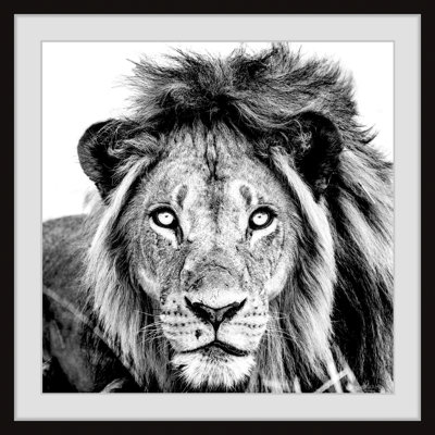 Mighty Lion - Single Picture Frame Print