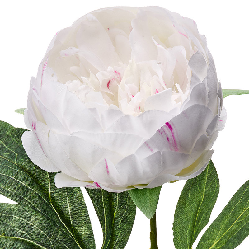 Tige de pivoine 21 po 21 po , Blanc