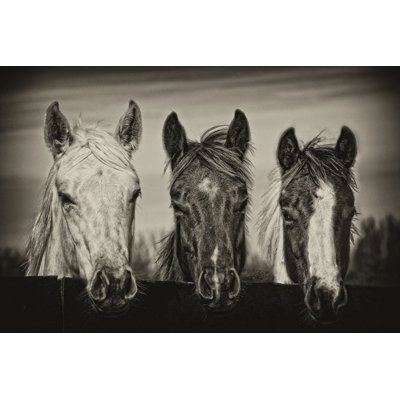 Three Amigos I par P.H. Burchett - Photographie sur toile tendue