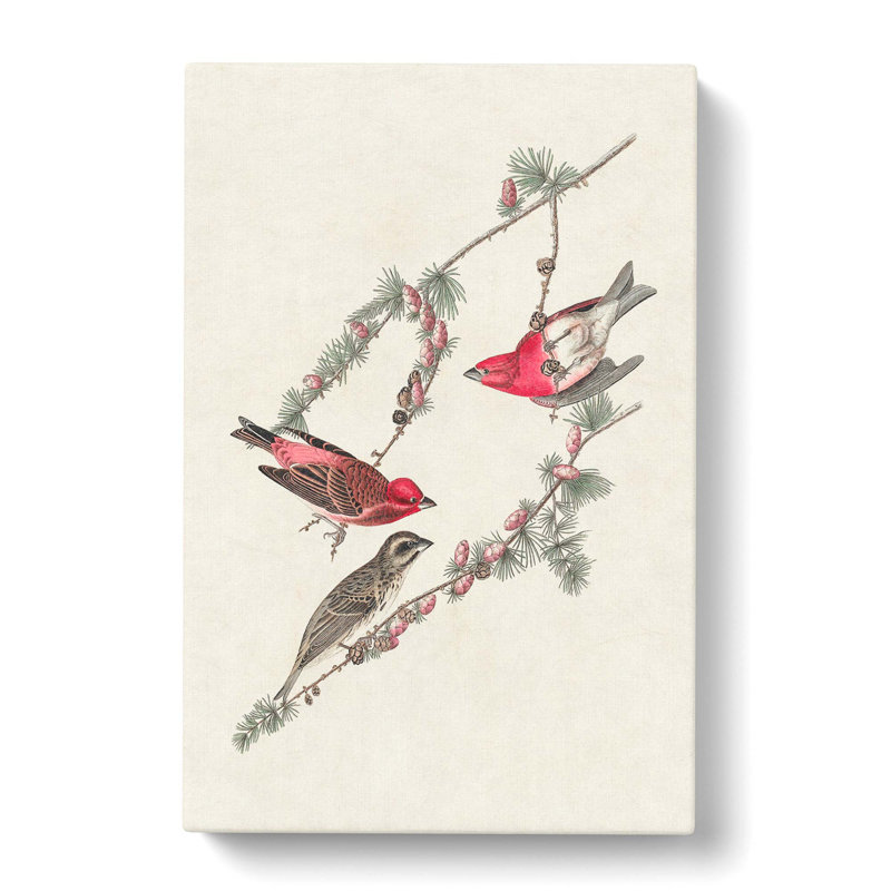 Purple Finch Birds by John Audubon - Wrapped Canvas Print, 76cm H x 50cm W x 3cm D