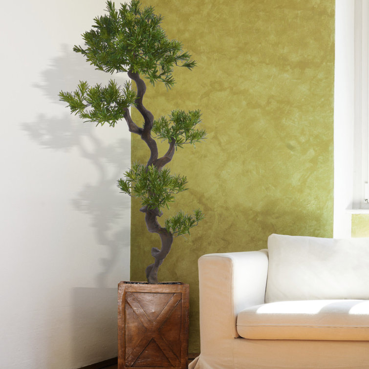 Panama Floor Yacca Tree in Planter