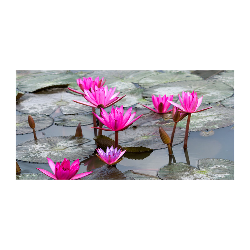 Lotus Flower - No Frame Print on Canvas