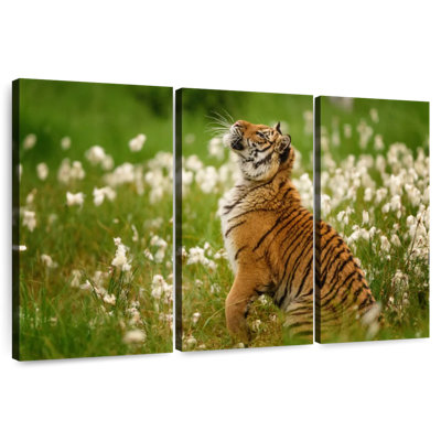 Tigre de Brampt