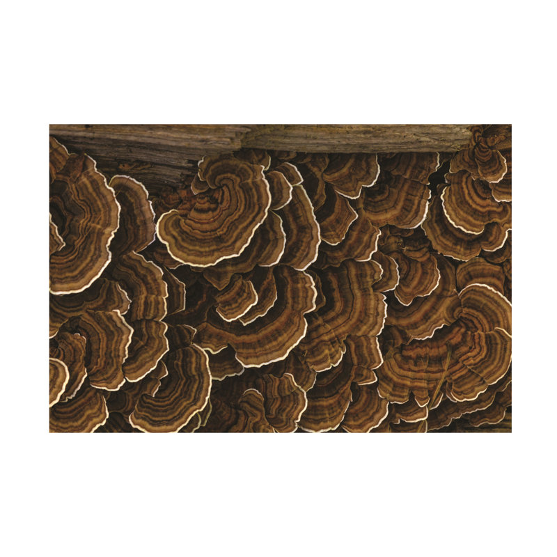 Wrapped Canvas Wall Art - Kurt Shaffer 'Turkey tail mushroom log' Wall Art for Living Room, Bedroom, or Office Décor  - 22x32