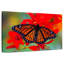 «Viceroy Butterfly» imitant le papillon monarque-765294799